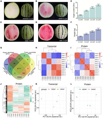 Quantitative Transcriptomic and Proteomic Analysis of Fruit Development and Ripening in Watermelon (Citrullus lanatus)